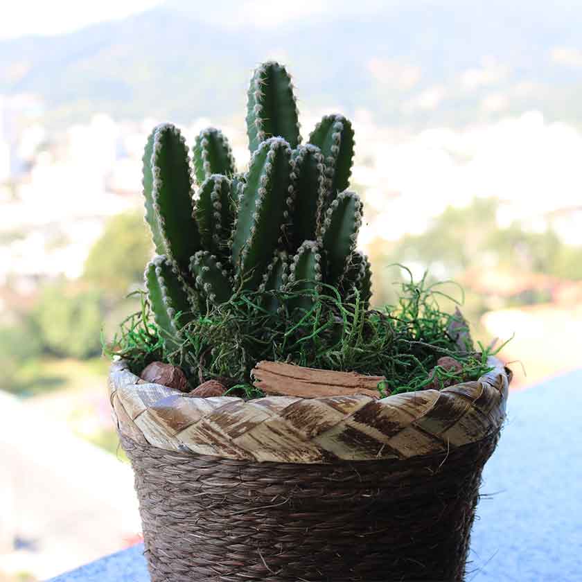 cactus-apartamento-folhagem-por-acaso-eduardo-montecino